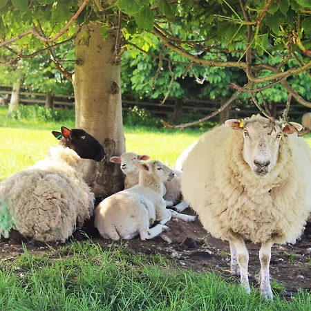 롯지 High Parks 비데일